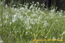 IMG_0037