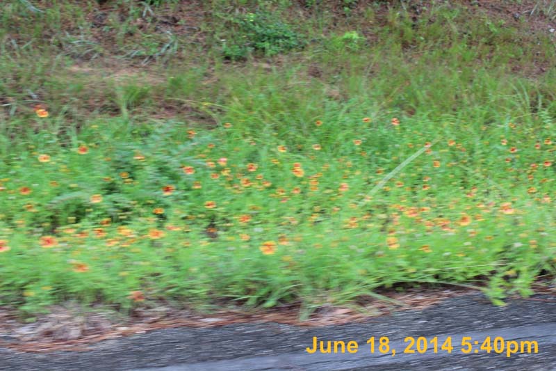 IMG_9351