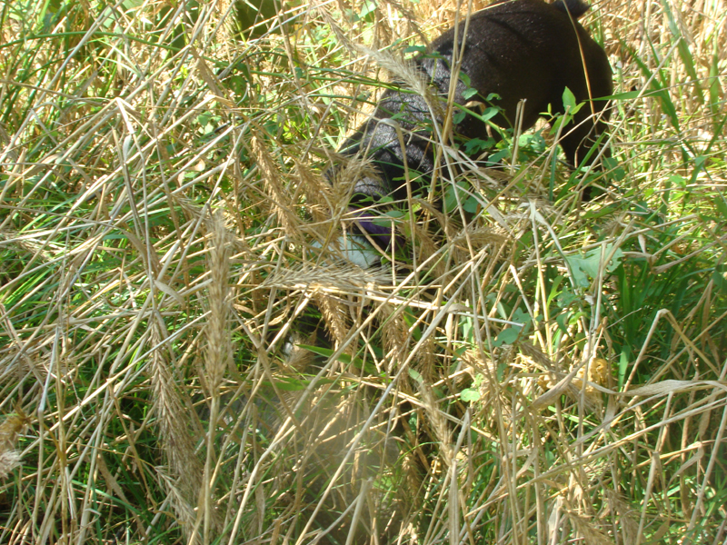 DSC00902