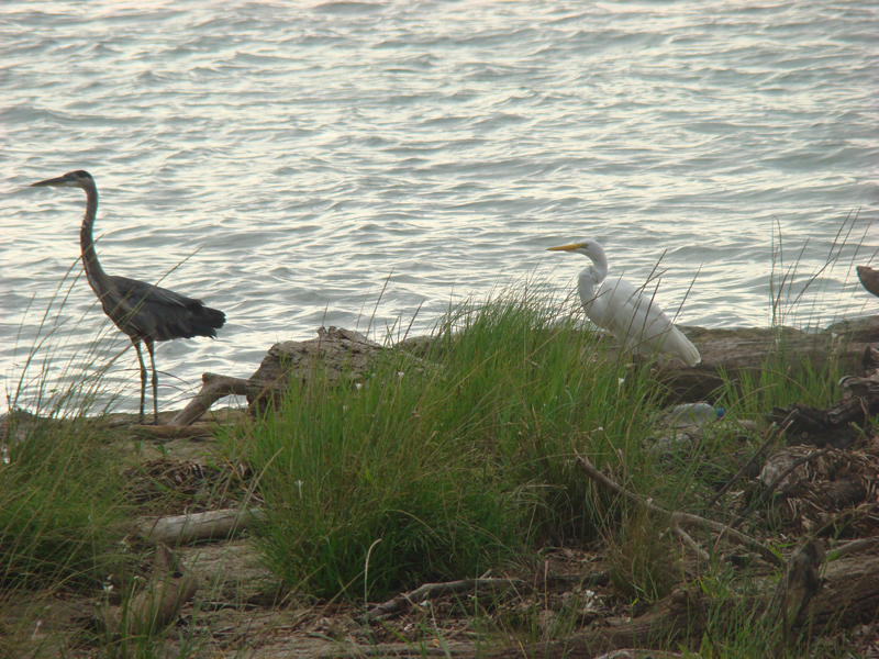 DSC01184