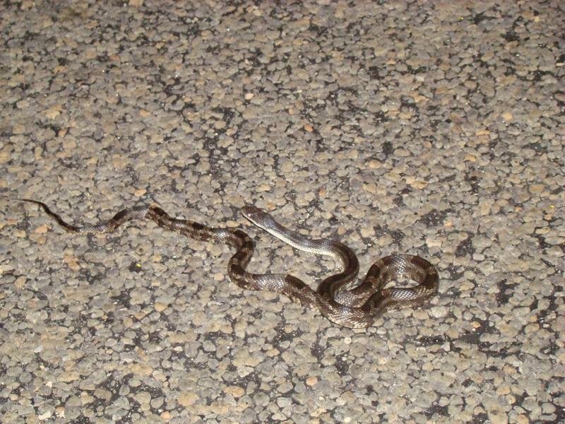 DSC00744