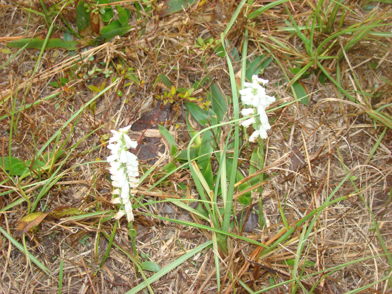 DSC01724