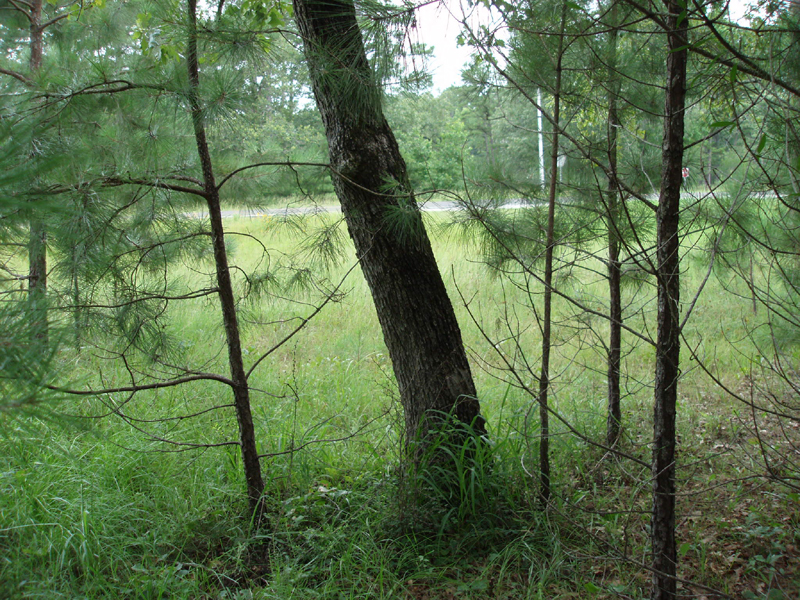 P6260044