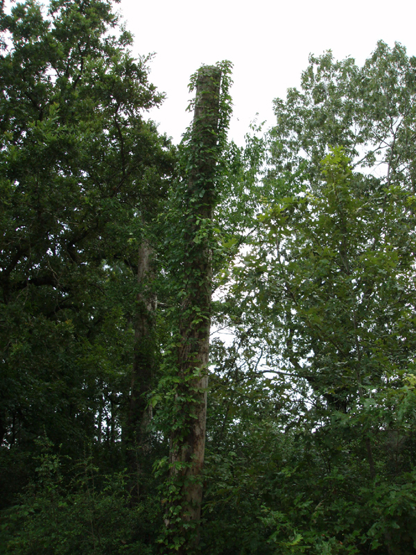 P6260053