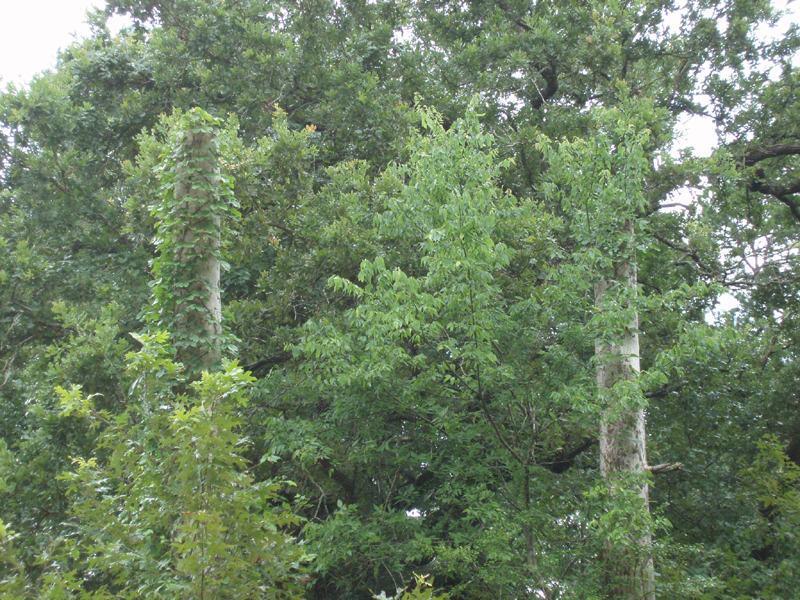 P6260054