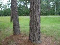 P6260041