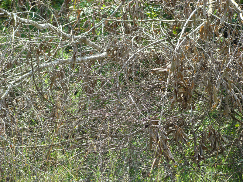 DSC00290