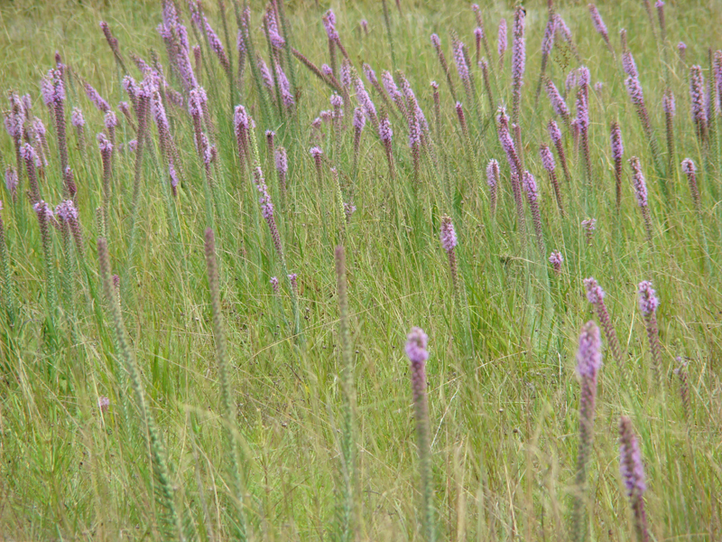 DSC00401