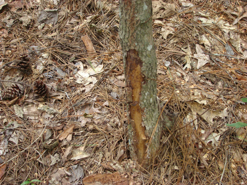 DSC00572