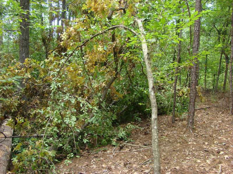 DSC00574