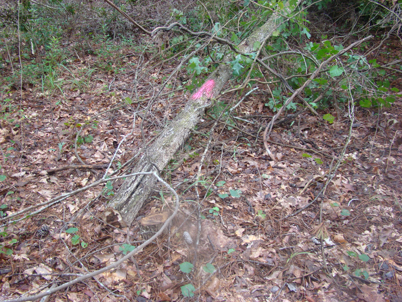 DSC00711
