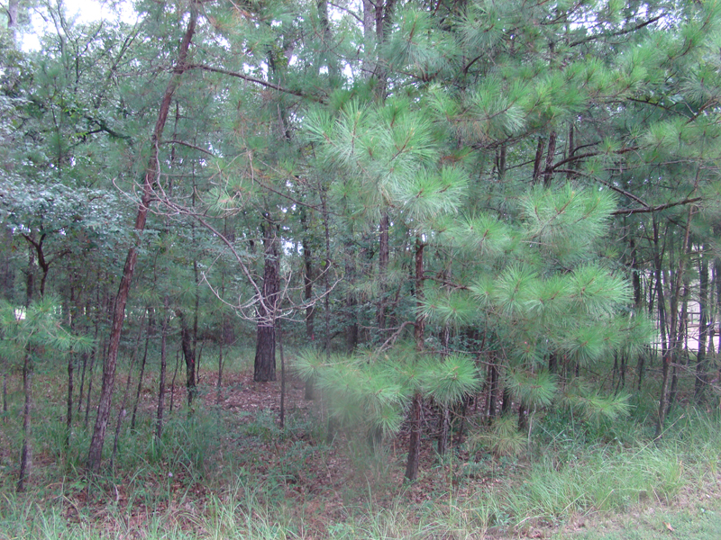DSC00715