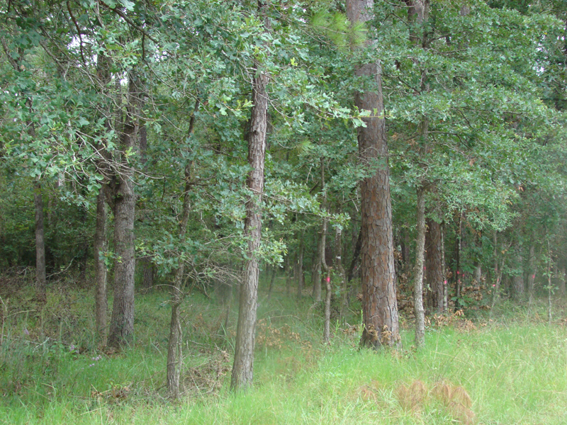 DSC00726