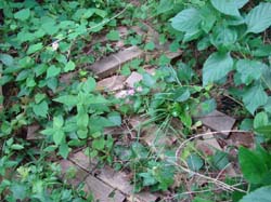 DSC00186