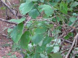 DSC00565