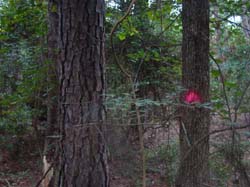 DSC00710