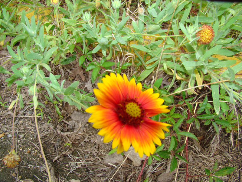 DSC00041