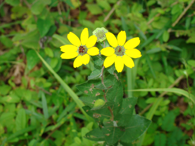 DSC00050