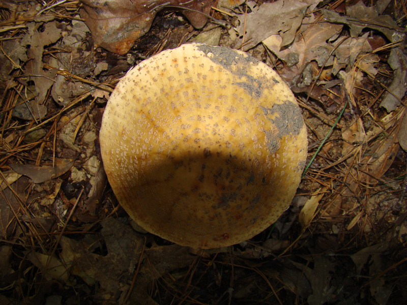DSC00136