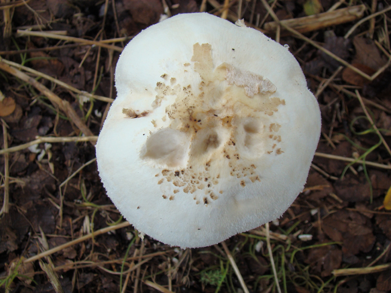 DSC00168