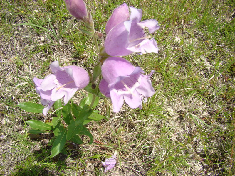 DSC03175