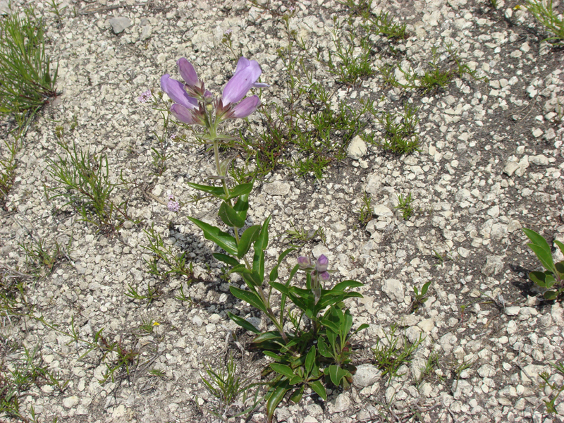 DSC03176