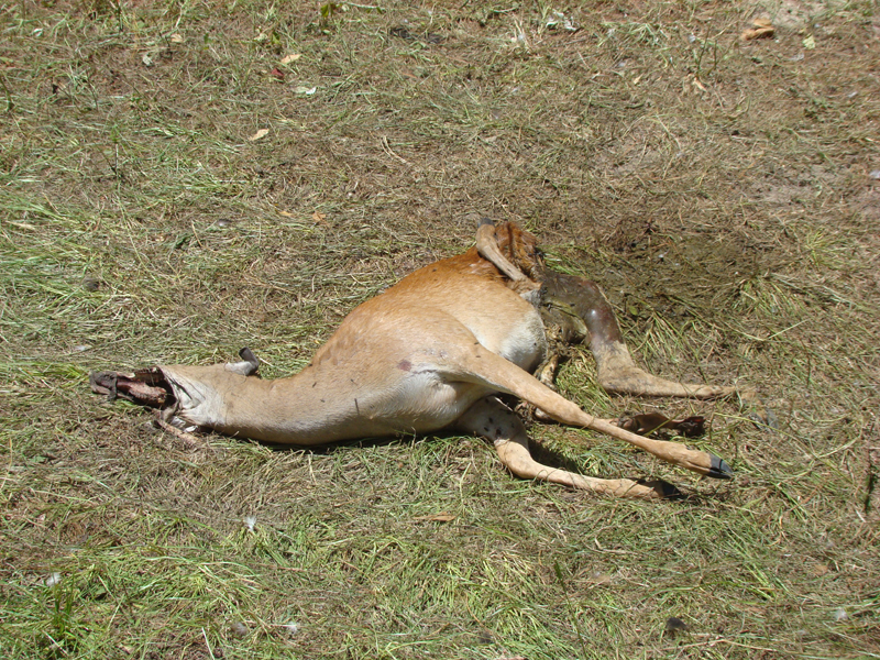 DSC04048