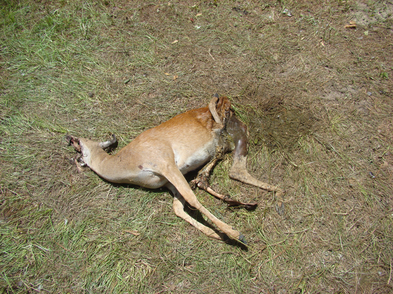 DSC04050