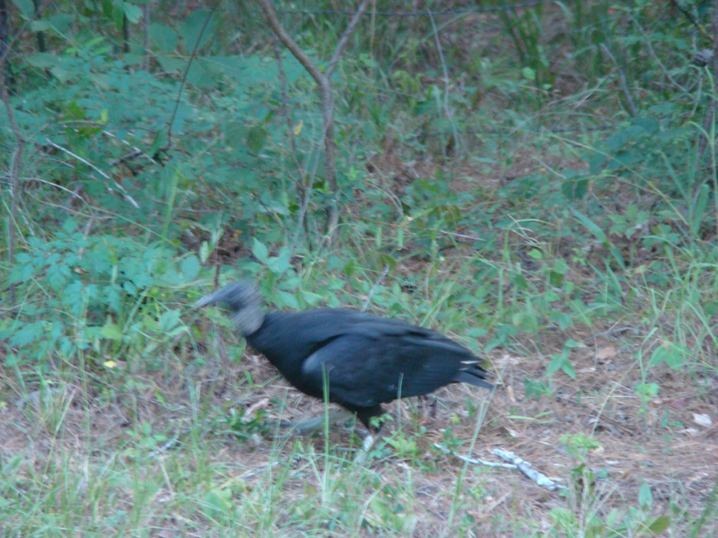 DSC04088