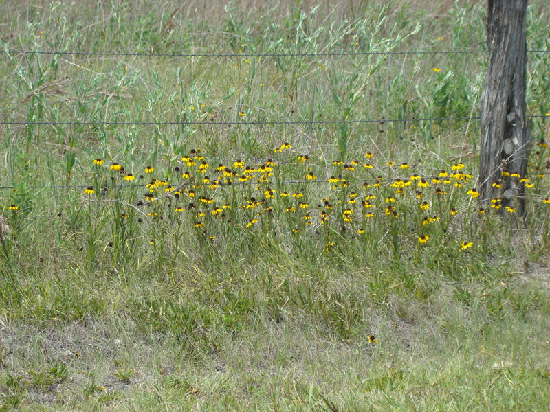 DSC04296