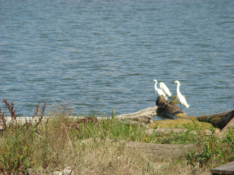 DSC03900