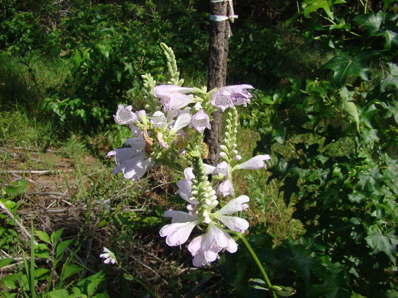 DSC03916