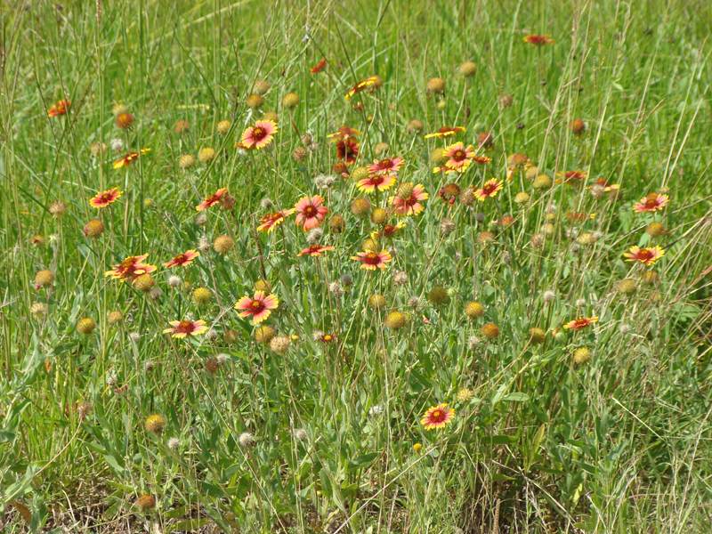 DSC03920