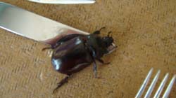 DSC01481