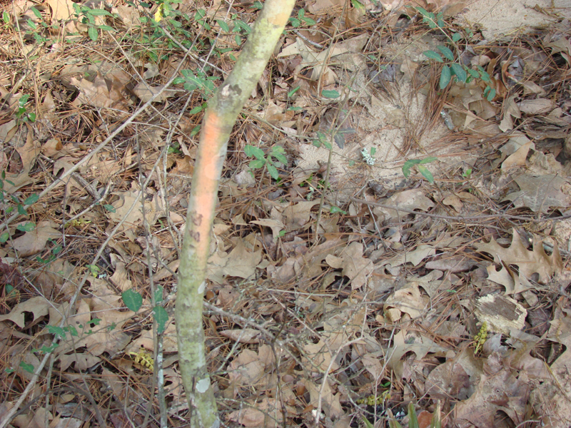 DSC02686