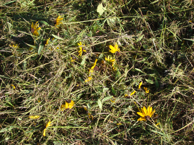 DSC03365