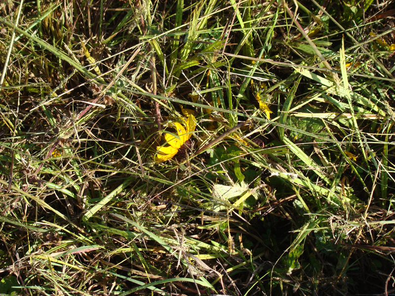 DSC03366