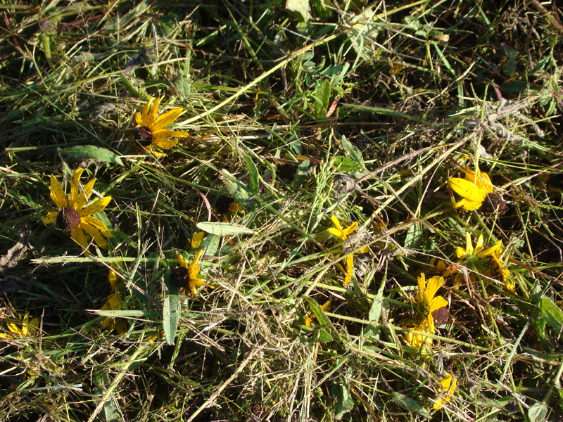 DSC03368