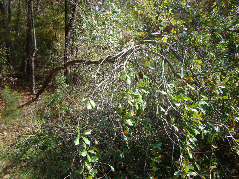 DSC07196