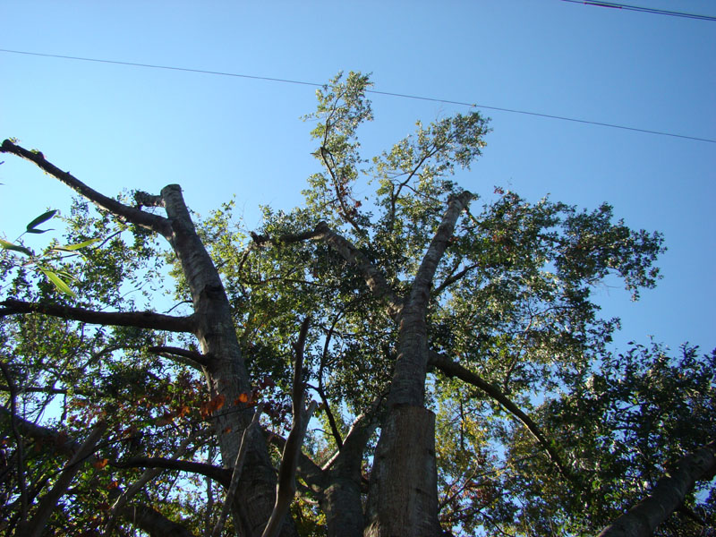 DSC06870