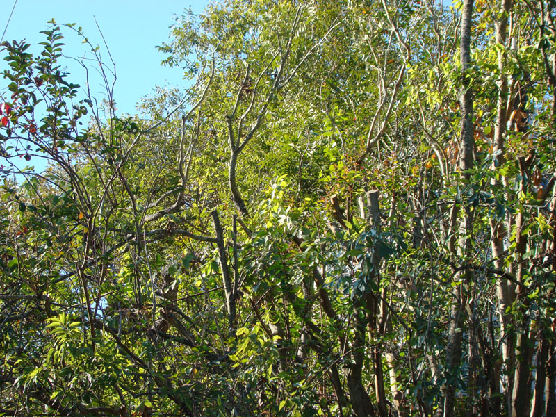 DSC06875