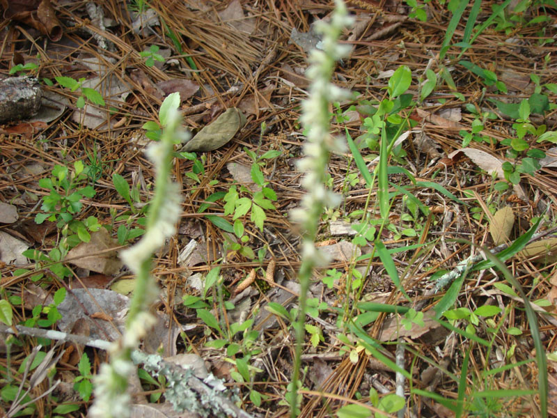 DSC08805