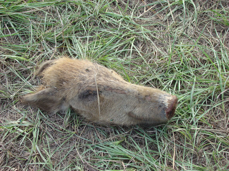 DSC00194