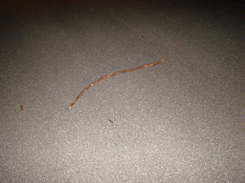 DSC00311