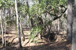IMG_1555