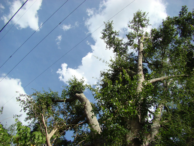 DSC09704