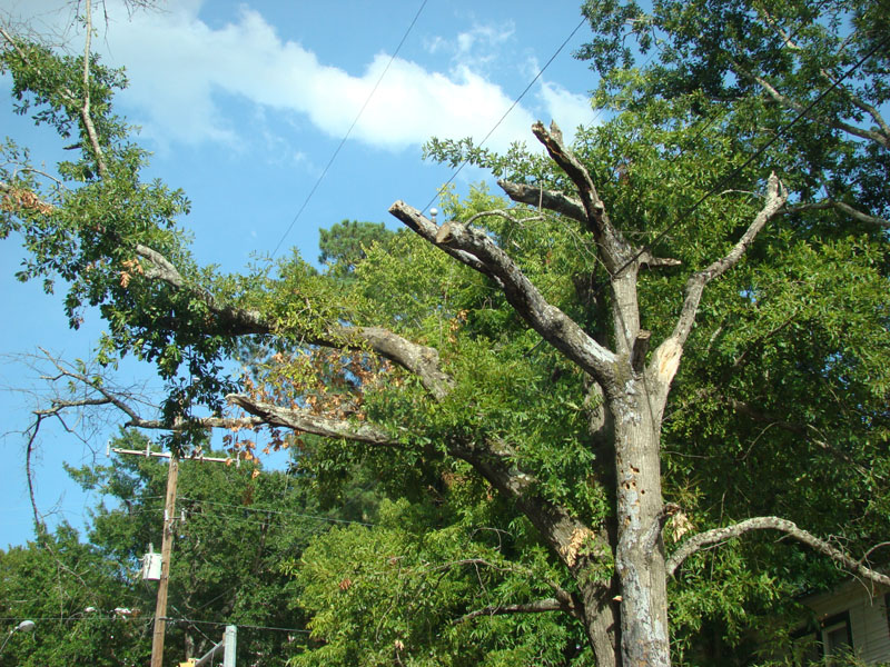 DSC09706