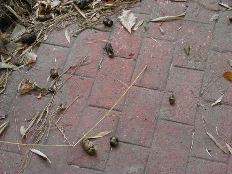 DSC09729