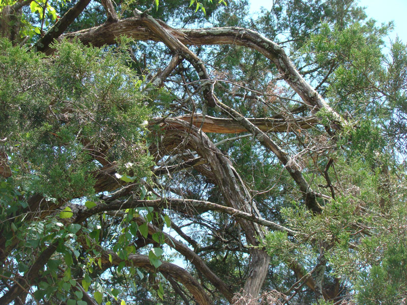 DSC09736