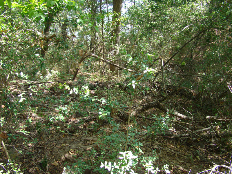 DSC09756